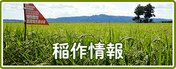 稲作日誌＆情報